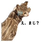 883547637