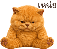 883554033