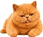 883554040