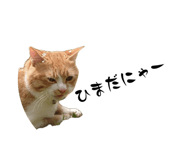 883565636