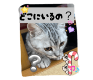 883566081