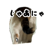 883566100