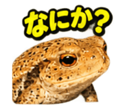883568005