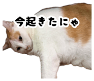 883587355