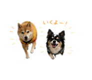 883622981