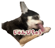 883625855
