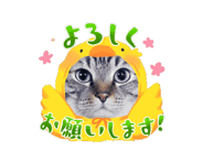 883687781