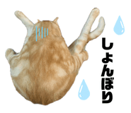 883726125