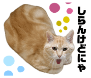 883726136