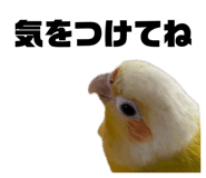 883736799