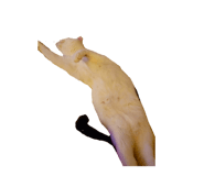 883738341