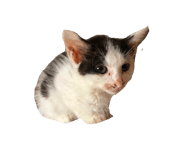 883738342