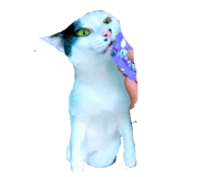 883738344