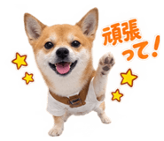 883838800