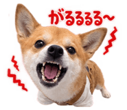 883838806