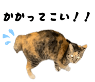 883887196