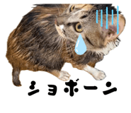 883887201