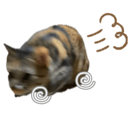 883887211