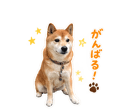 883890545