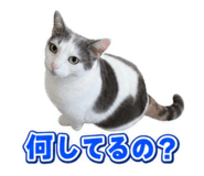 883916727