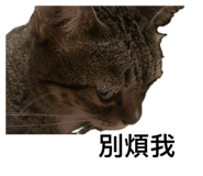 884188624