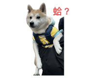 884206207