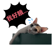 884242888
