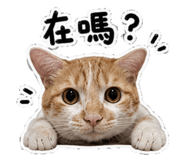 884254638