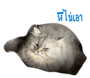 884366555