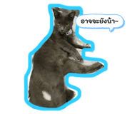 884509427