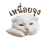 884553884