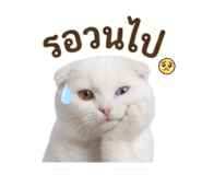 884553893