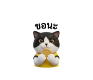 884580447