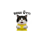 884580462
