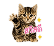 884584505