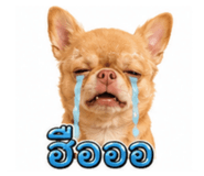 884600033