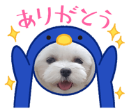 884642428