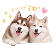 884657766