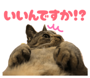 884665005
