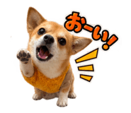 884800204