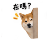 884946126