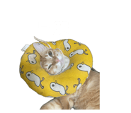 884973562