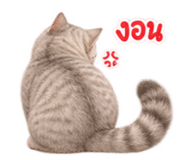 885031809