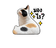 885052652