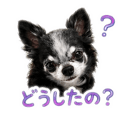 885136437