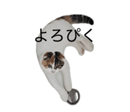 885300520