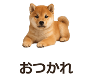 885405087