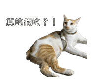 885476592