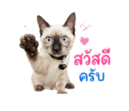 885559684