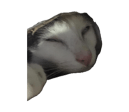 885559772